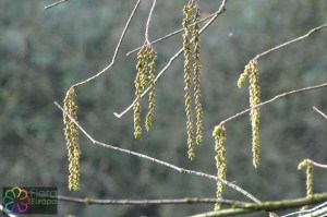 Taxodium distichum (4).jpg_product